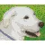 Pixel szett 1 normál alaplappal, színekkel, kutya, labrador