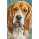 Pixel szett 2 normál alaplappal, színekkel, kutya, basset hound, 802092