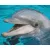 Pixel szett 4 normál alaplappal, színekkel, delfin (804016)