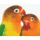 Pixel szett 4 normál alaplappal, színekkel, papagájok