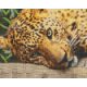 Pixel szett 4 normál alaplappal, színekkel, fekvő leopárd
