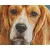 Pixel szett 4 normál alaplappal, színekkel, kutya, basset hound