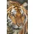 Pixel szett 8 normál alaplappal, színekkel, tigris