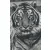 Pixel szett 8 normál alaplappal, színekkel, tigris (808086)