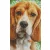 Pixel szett 8 normál alaplappal, színekkel, kutya, basset hound