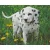Pixel szett 9 normál alaplappal, színekkel, kutya, dalmata